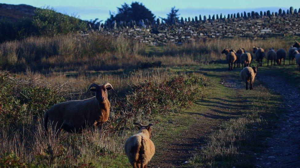 Loaghtan Sheep