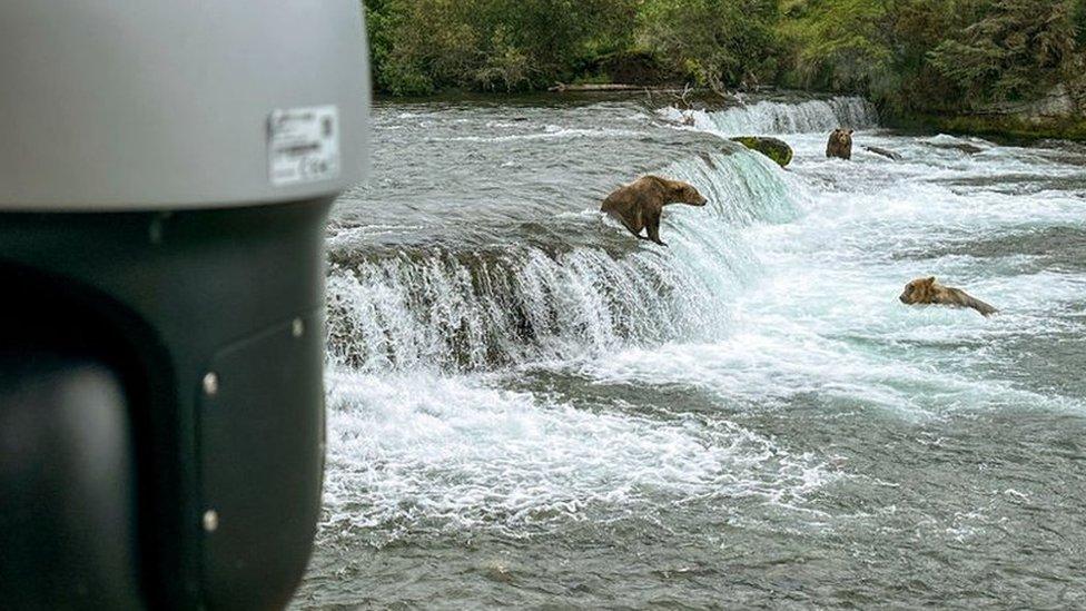 Bear cam in Katmai National Park