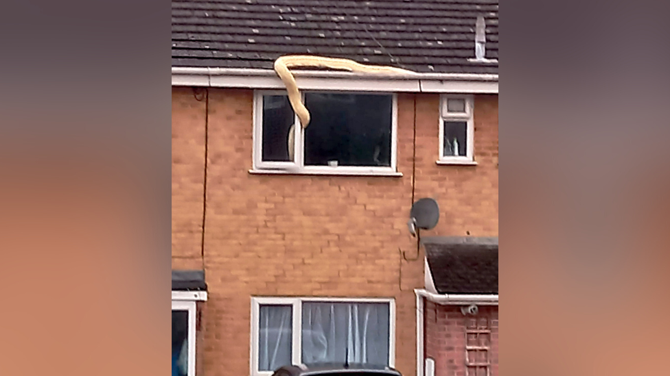 Snake on roof