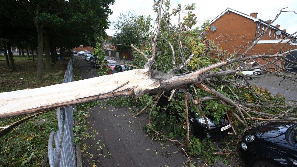 A car was almost hidden under a fallen tree in Townsend Street, west Belfast