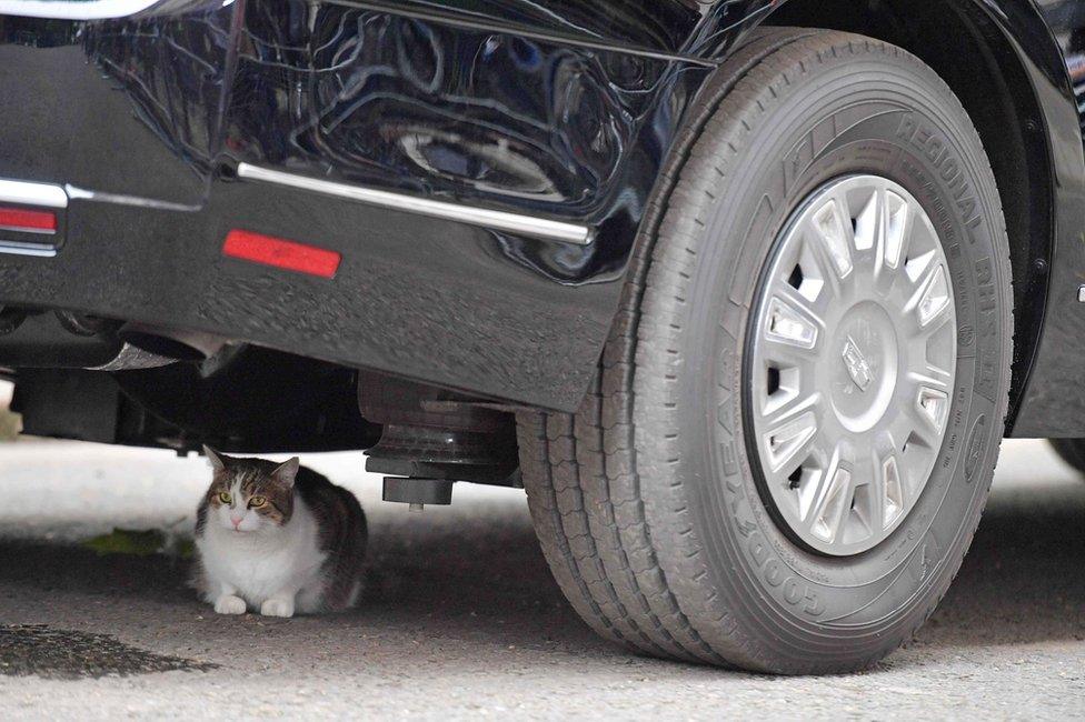 Larry the Downing Street cat under Mr Trump's armoured Cadillac, known as the "Beast".