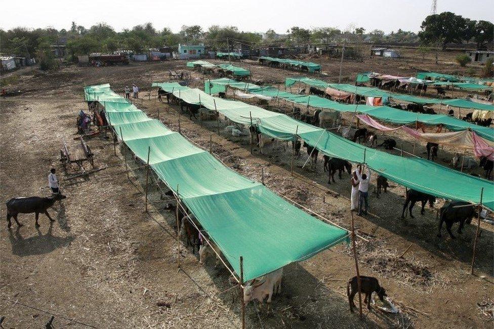 A government-run cattle camp is seen outside a village in Osmanabad, India, April 15, 2016.