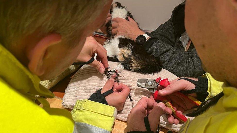 tortoiseshell cat being held while firefighters use tools to free her from mesh-looking material