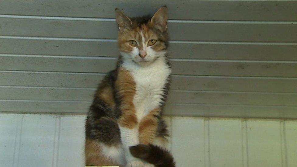 A cat from Ty-Nant sanctuary