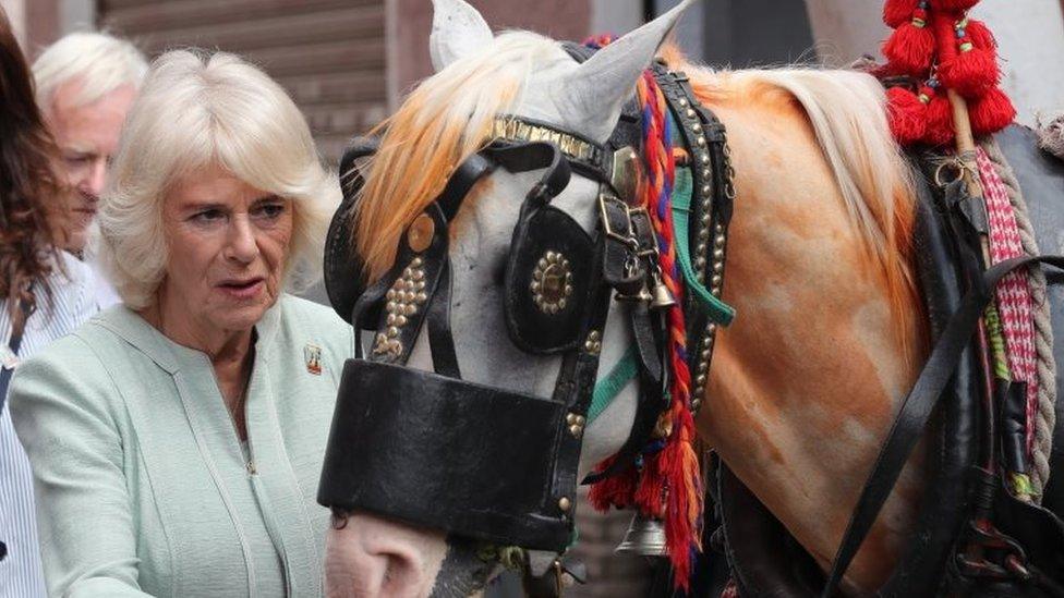 The Duchess of Cornwall visits the Brooke Hospital for Animals in Cairo on Friday