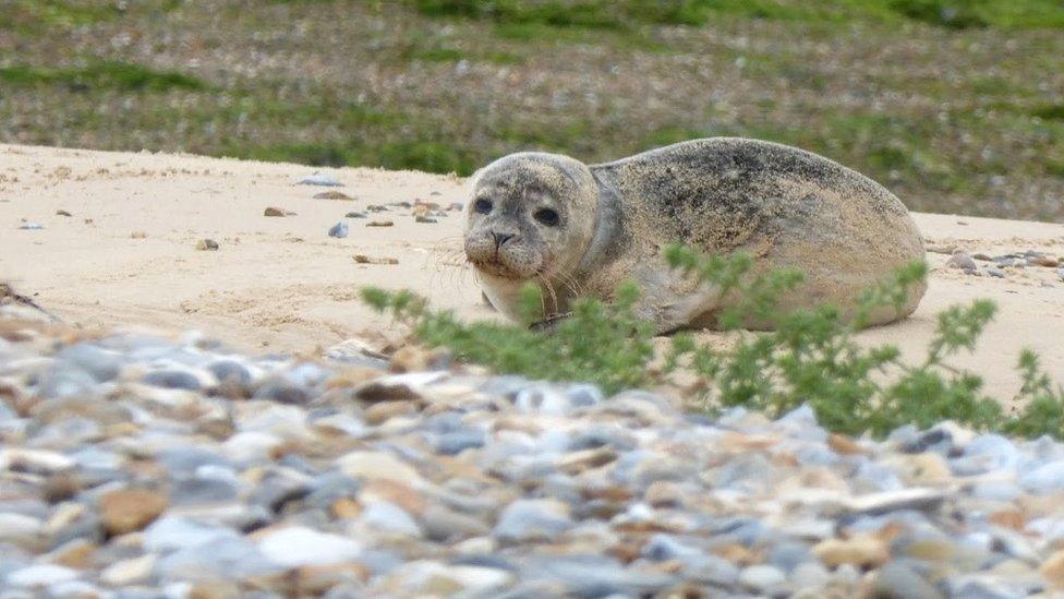 Common seal juvenile at Blakeney Point