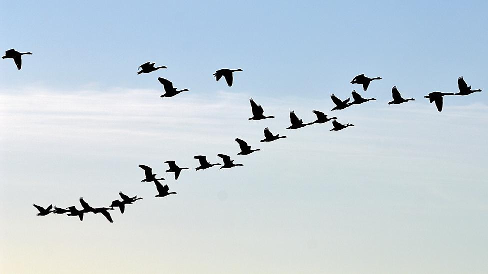 Geese at Caerlaverock