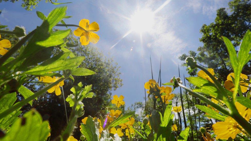 a photograph of flowers from very low down showing their stems and leaves growing towards bright sunlight with trees in the background