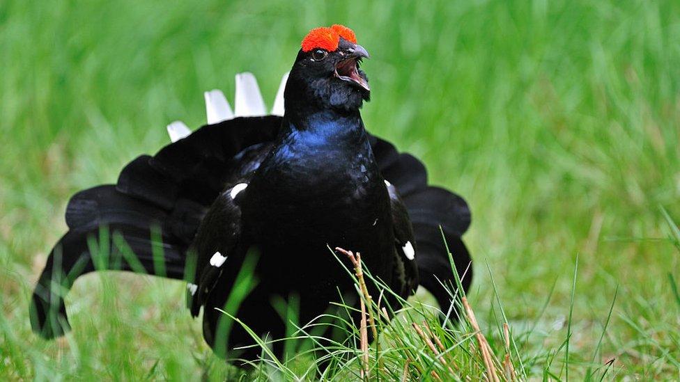 black-grouse.