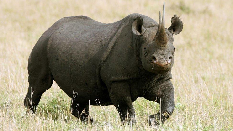 Black rhino