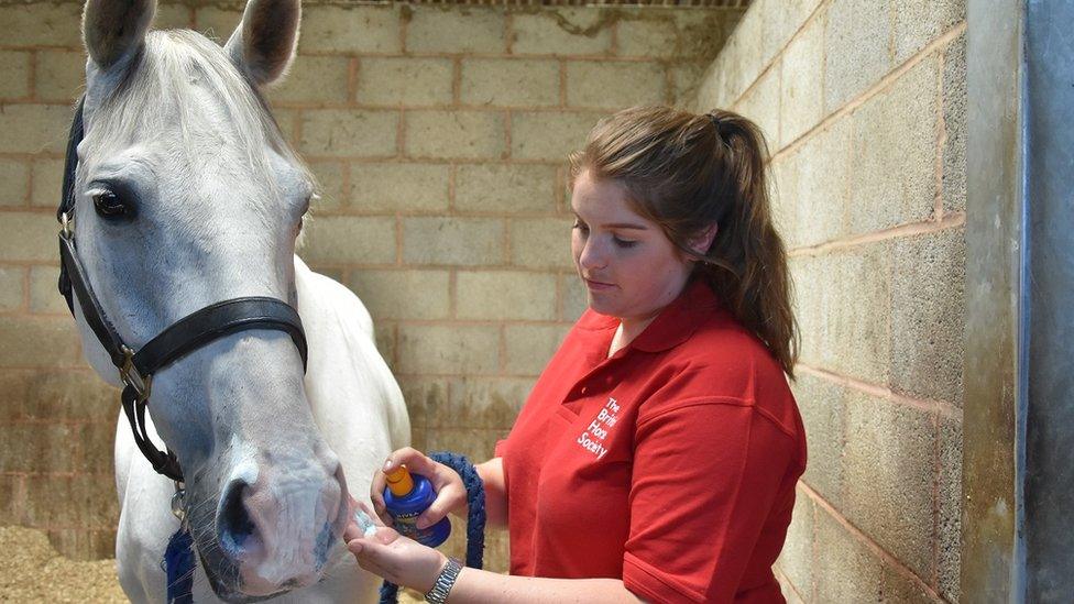 Horse gets sun cream