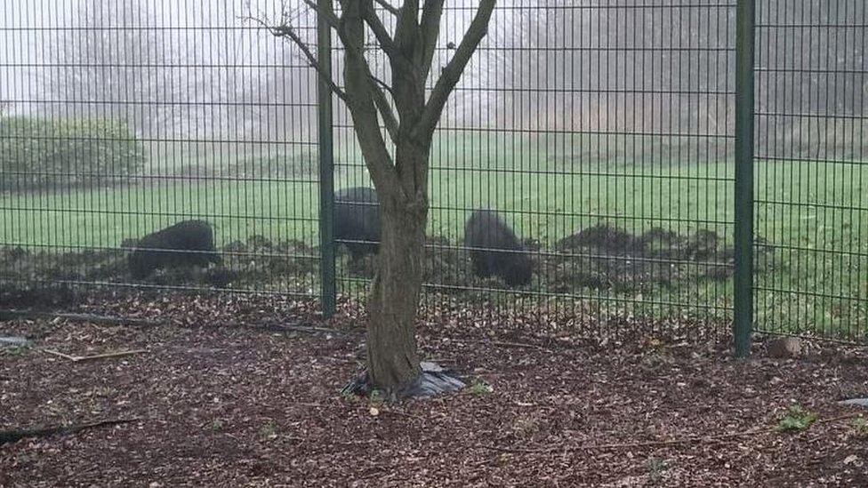 Pigs behind fence