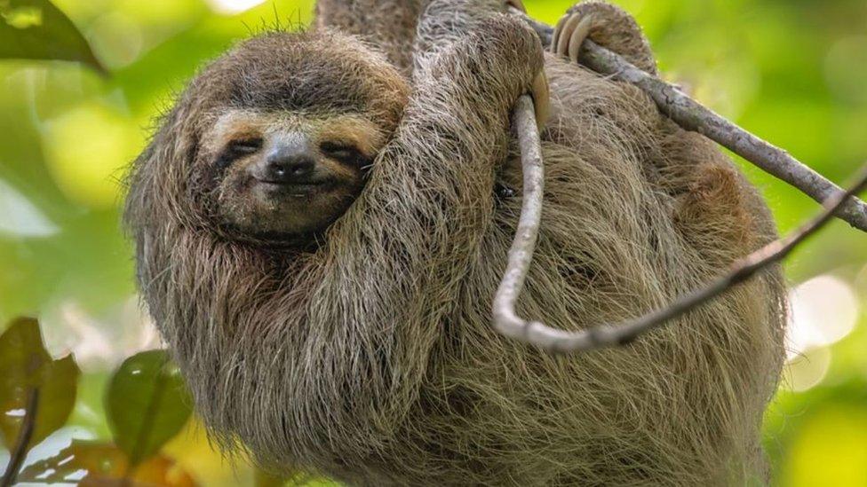 Sloth