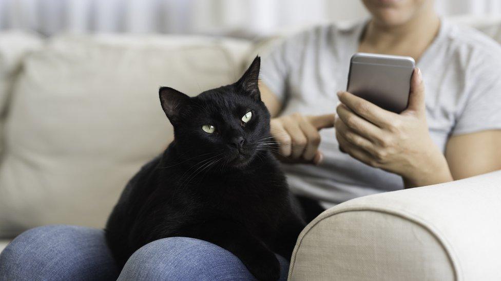 A woman sitting on a couch with her black cat and using a smart phone