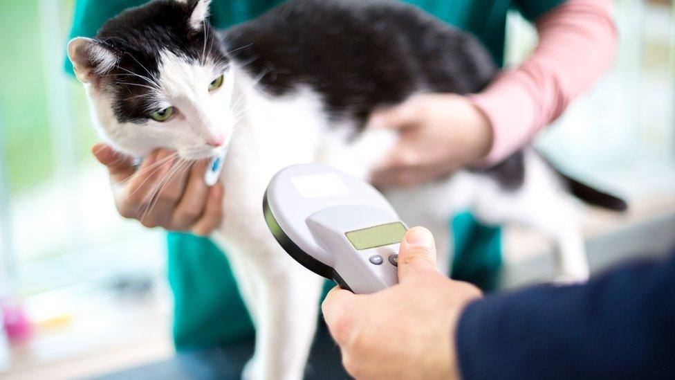 Cat microchipped