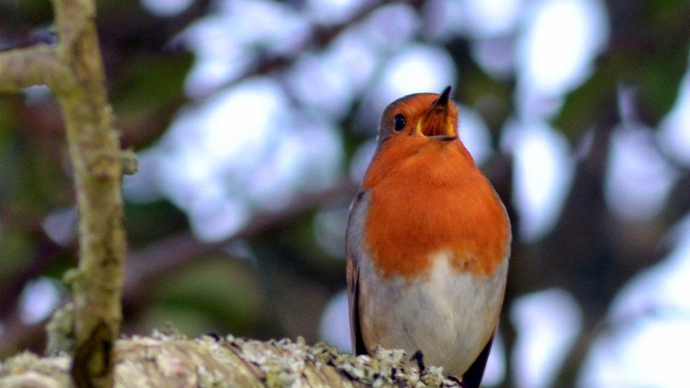 A singing robin at Llanfendigaid Estate