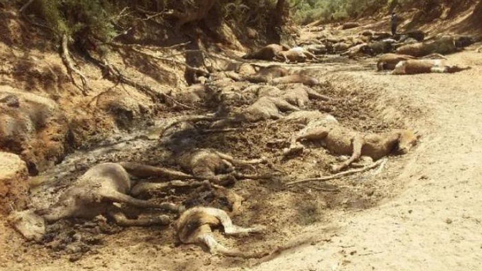 The bodies of several wild horses in a dried-up water hole near Alice Springs