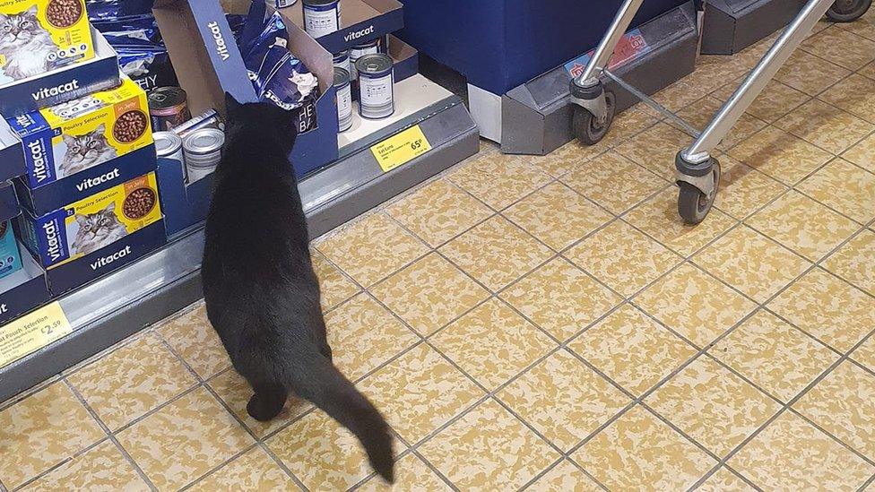 Cat in supermarket