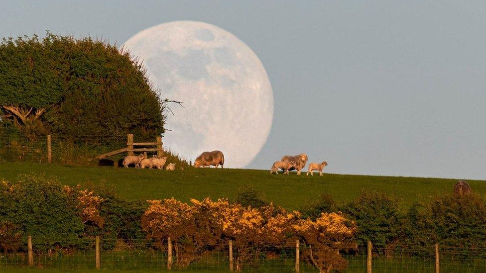 A large moon behind a tree. Sheep can be seen grazing