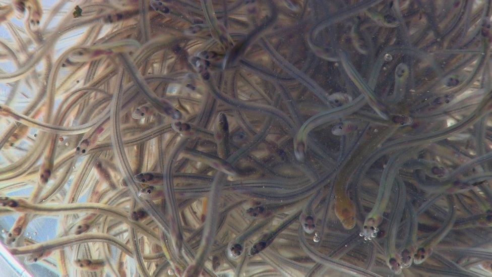 Glass eels