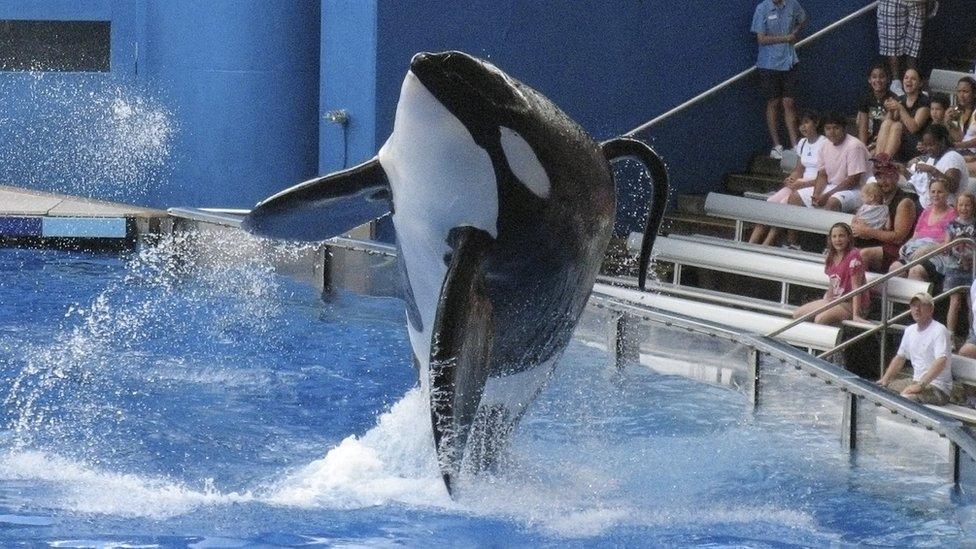 Tilikum performing for SeaWorld visitors