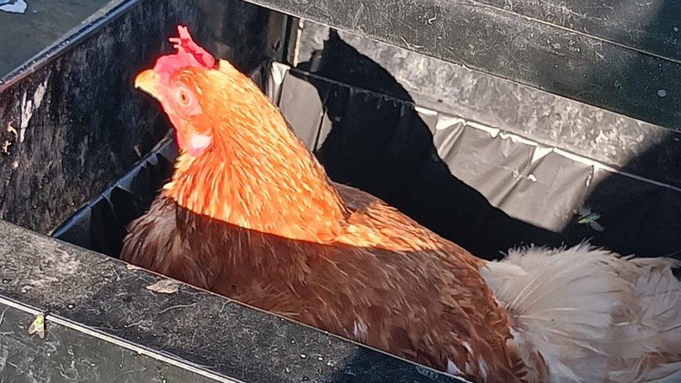 A chicken in a bin