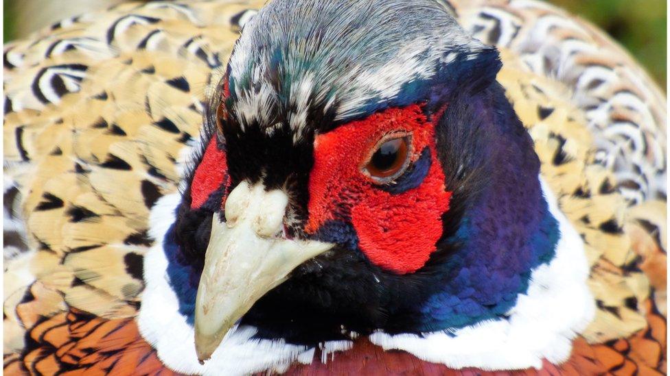 Pheasant at Blenheim Palace