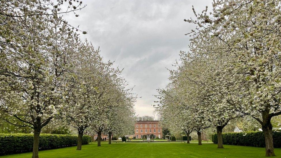 White blossom trees