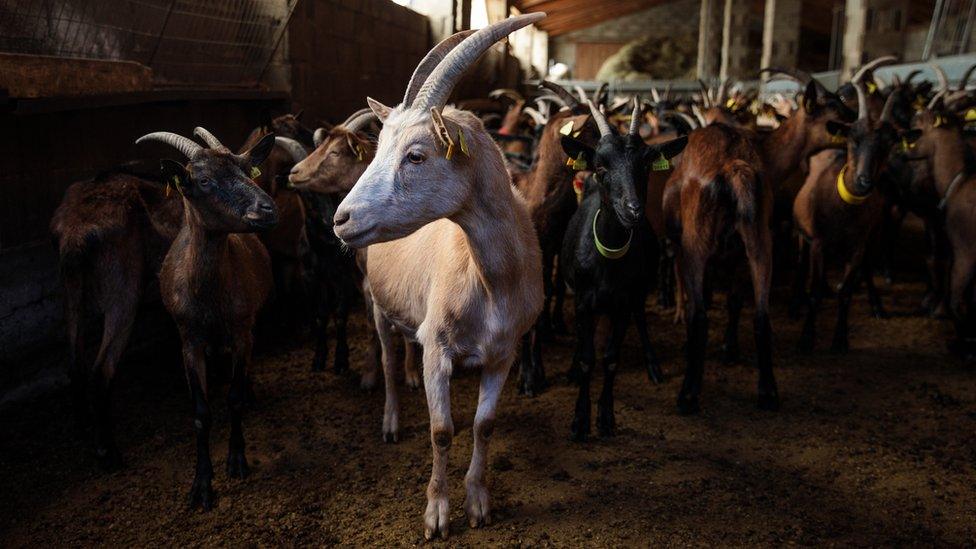 Goats stand in a farm before being taken out graze in the mountains on 25 October 2017 in Gavas, Spain