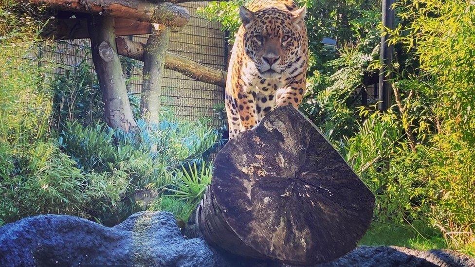 Jaguar at Paradise Wildlife Park