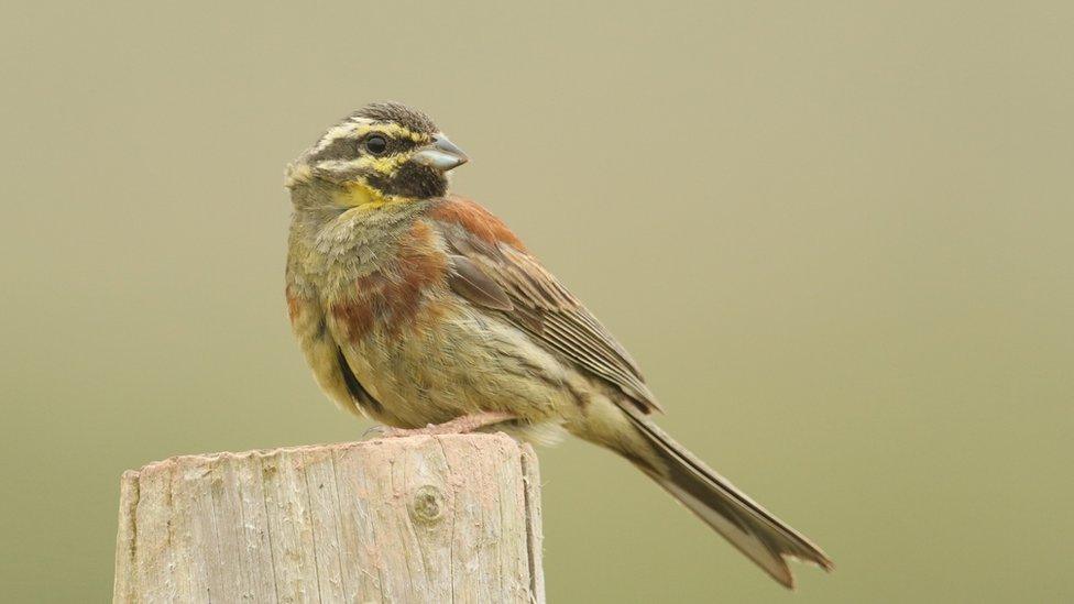 Cirl bunting sat on a post