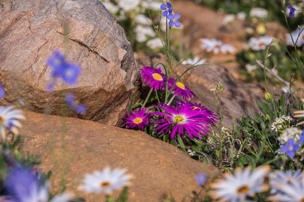 Flowers