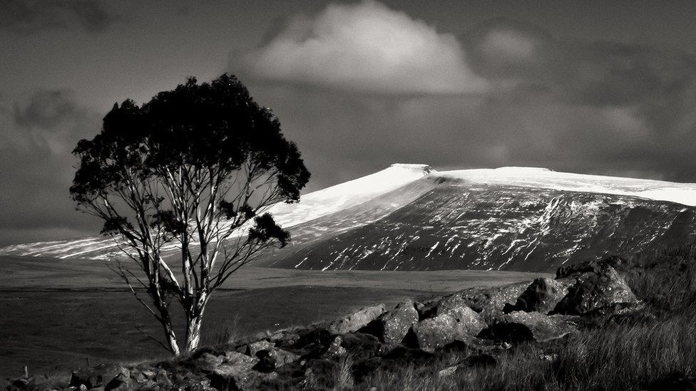 A lonely tree at Ystradfellte in the Brecon Beacons