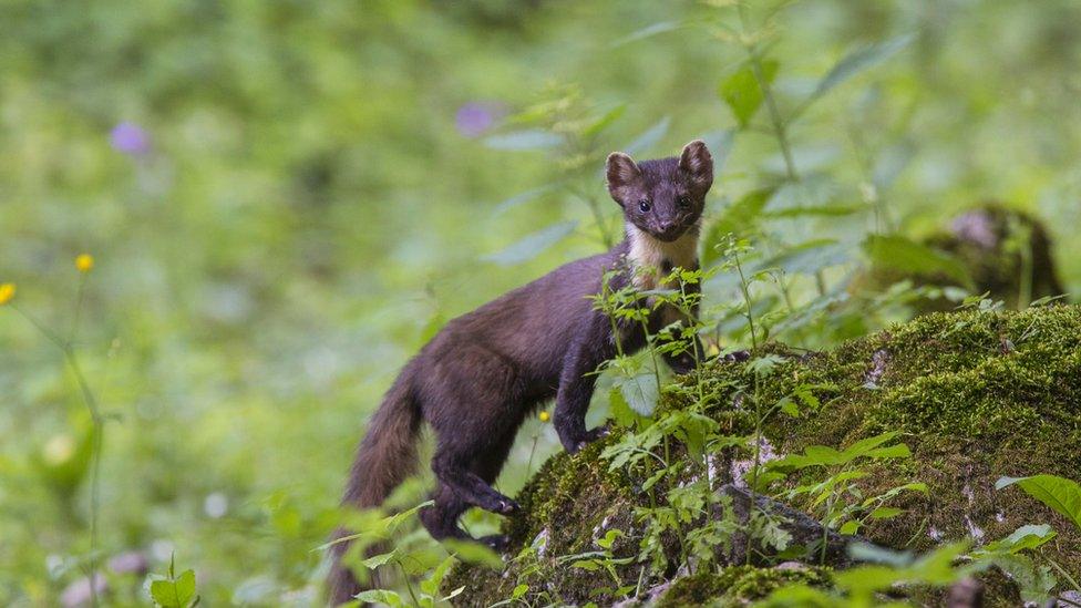 pine-marten