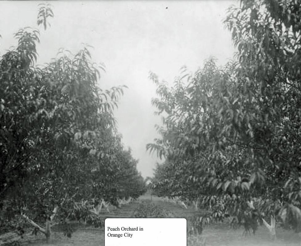 The South Lafourche library archive shows how prosperous and abundant the area once was