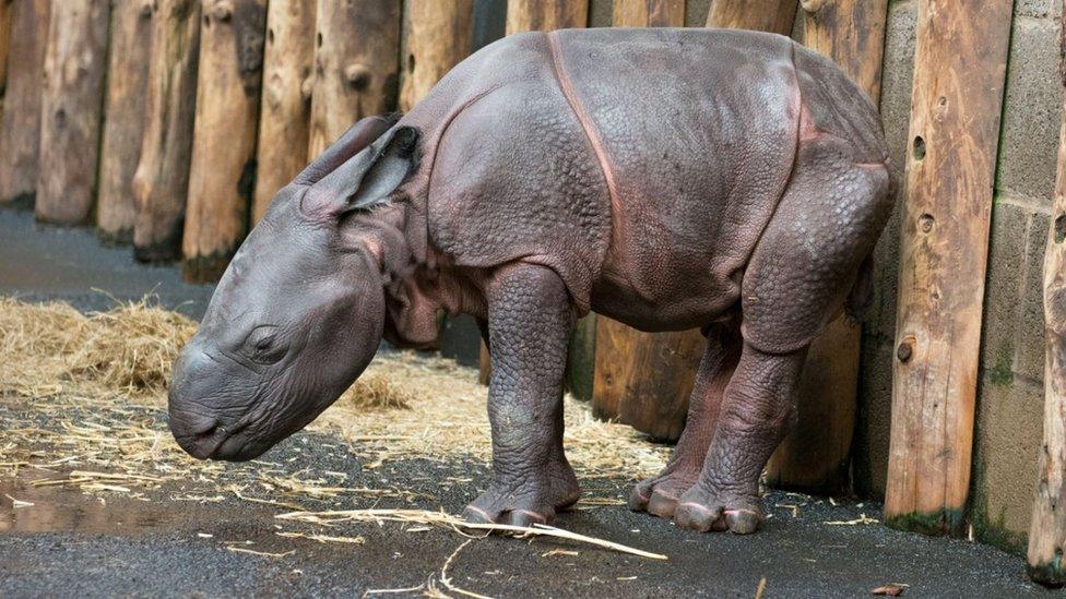 New-born Indian rhino calf