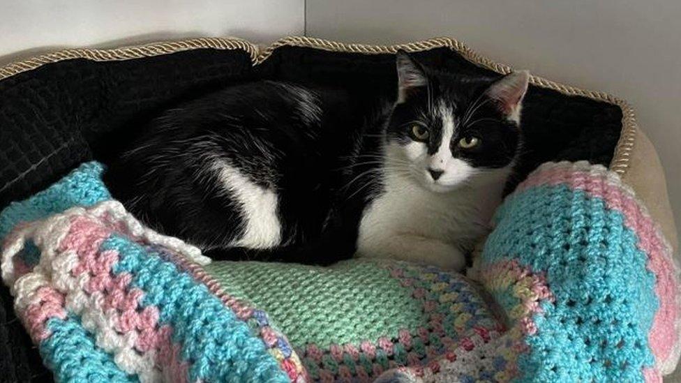 A black and white cat in a basket