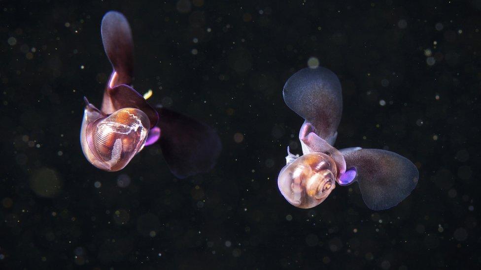 sea butterflies swimming