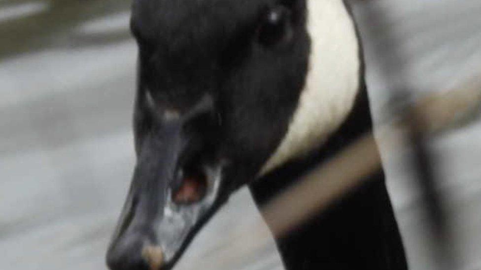 The goose with gunshot through beak