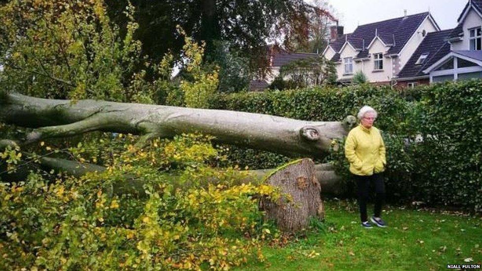 Fallen tree in garden