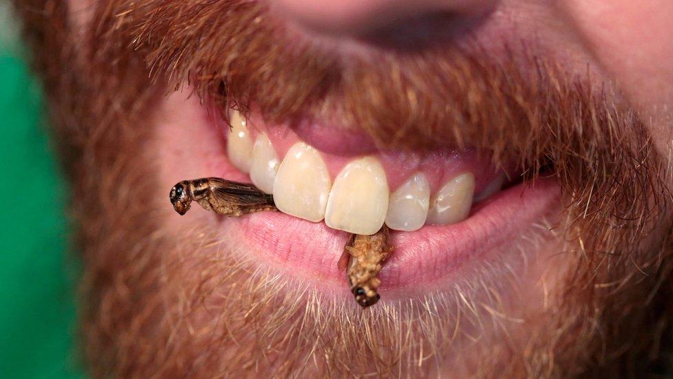 Robert Allen, co-founder of Texas-based Little Herds, a non-profit founded to educate the public on the benefits of insects for food and feed, holds edible freeze-dried crickets between his teeth