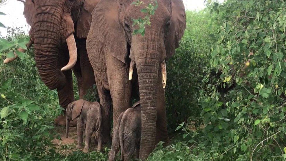 Mother Bora the elephant, with her two new-born calves