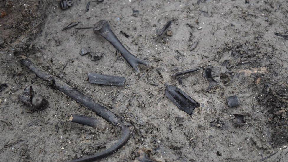 Animal and fish bones found in round house