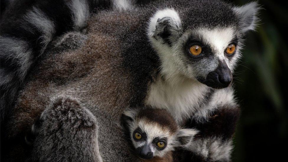 Lemurs