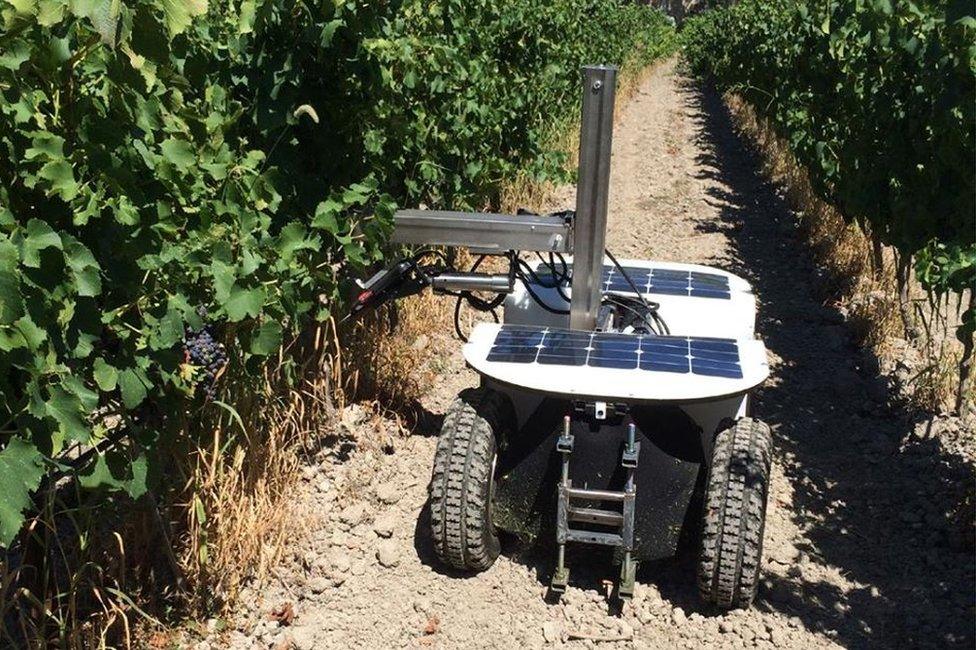 Vine pruning robot in vineyard