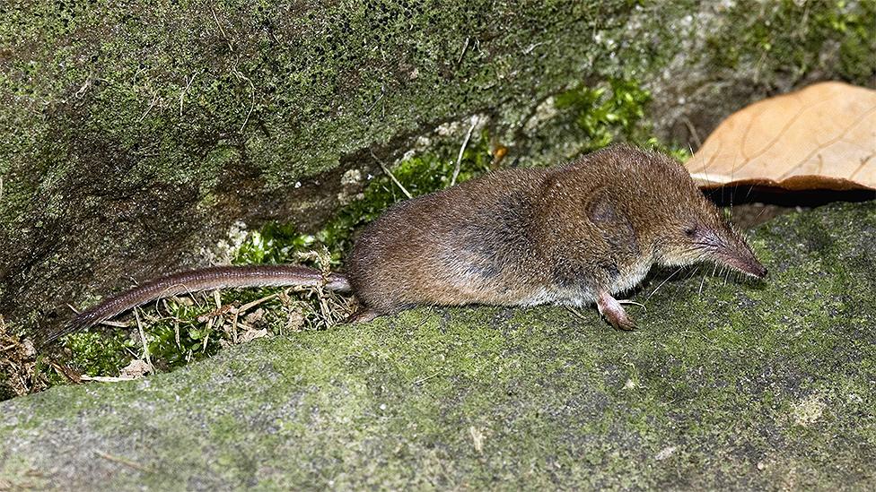 A Masked Shrew