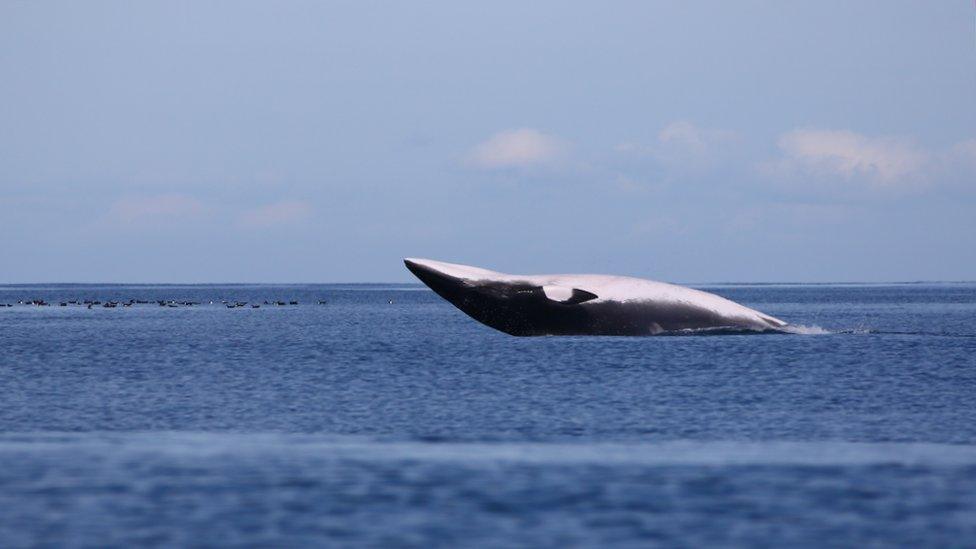 Minke whale breaching off the Isle of Man