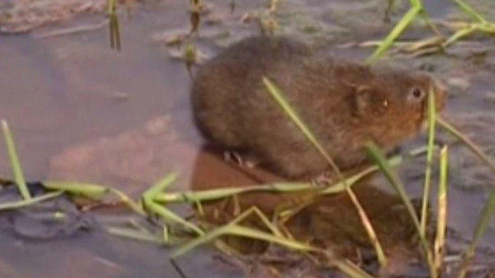 Water vole