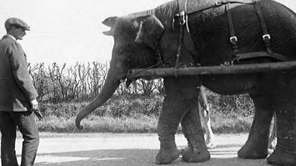 A man in a cap stands next to a circus elephant