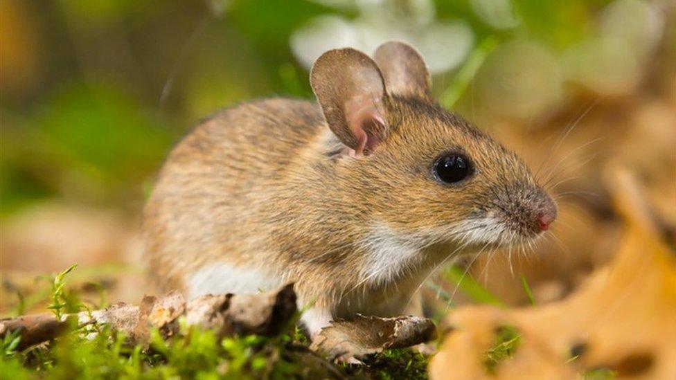 yellow-necked mouse